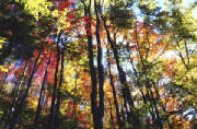 img044poconoautumn.jpg