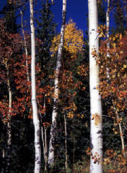 img177aspenlandscape.jpg