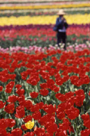 salemtulipfestival.jpg